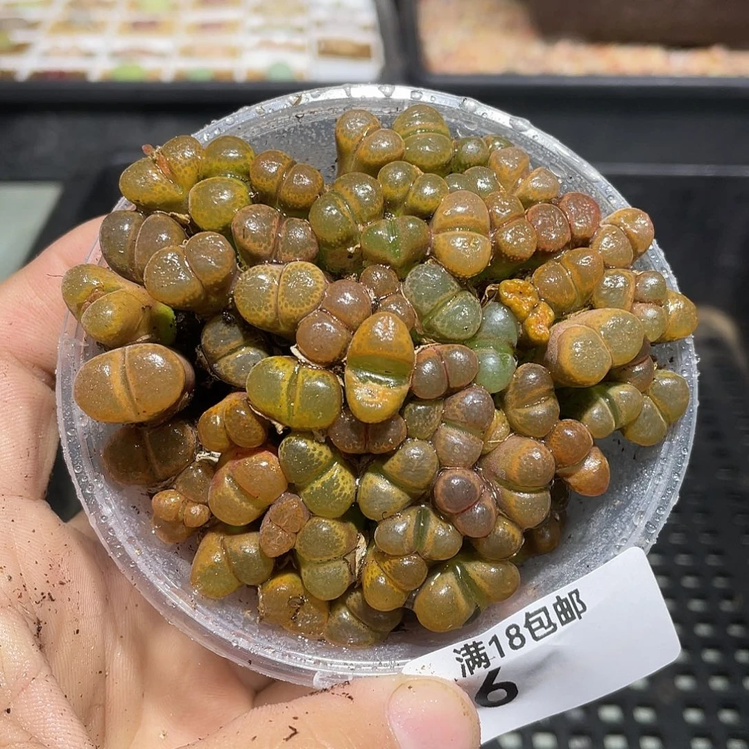 6当天凑满十八元包邮生石花
