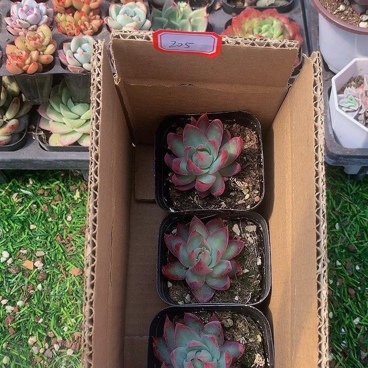 A205惊鸿仙子多肉