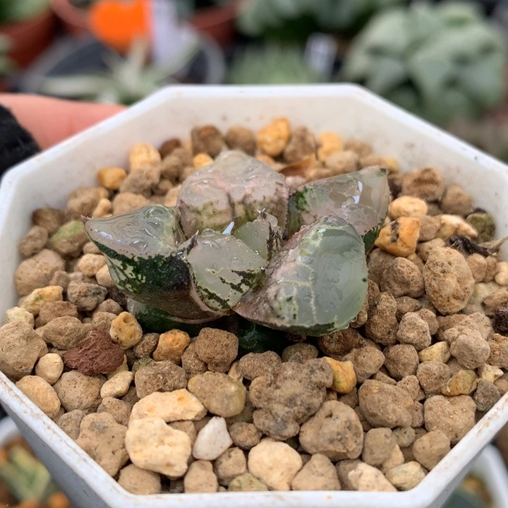 全窗冰皇，带盆发货