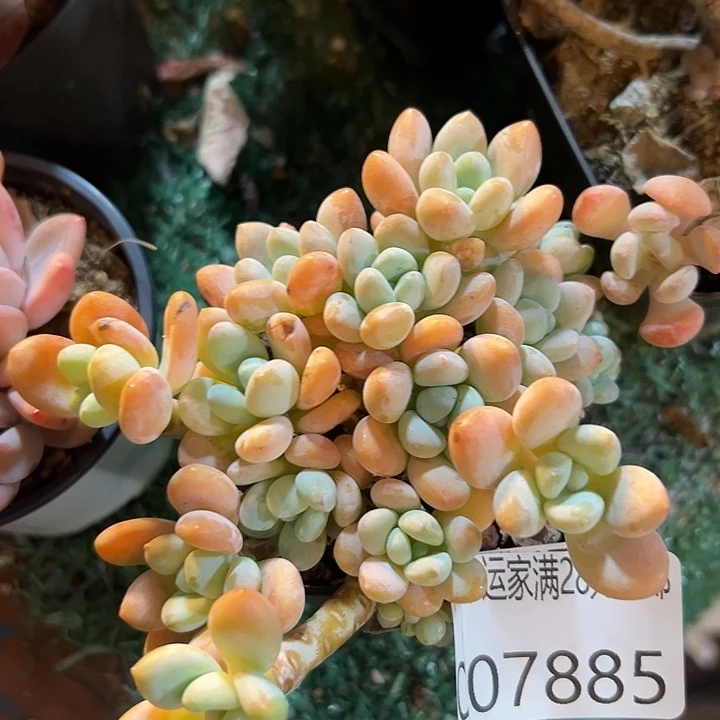 幸运的人是我自己幸运