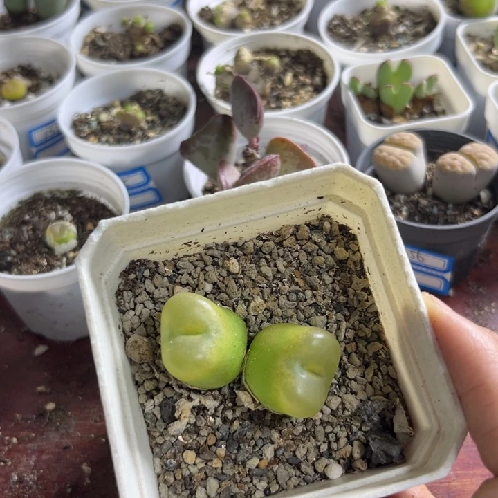 040 毛汉尼多肉植物