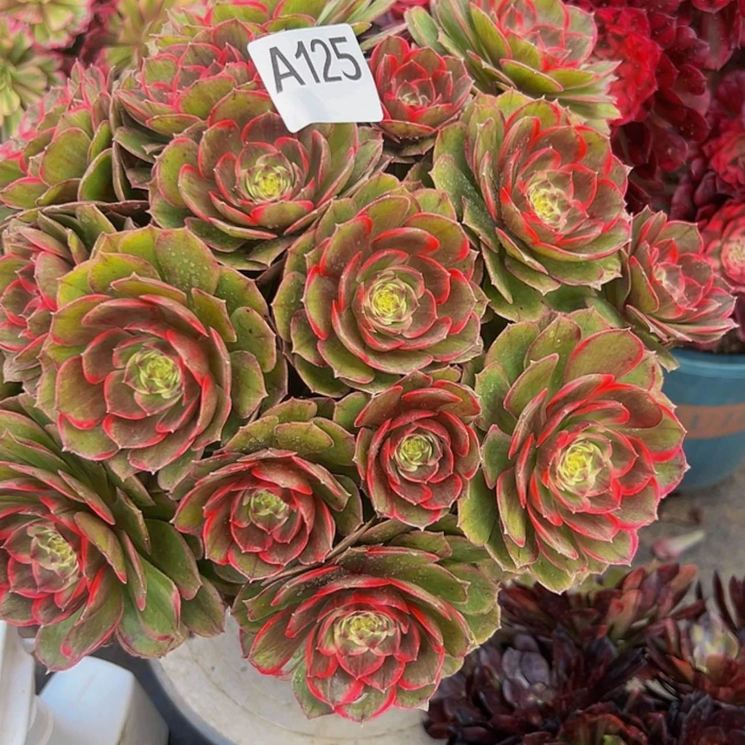 【闪购商品】多肉植物125。
