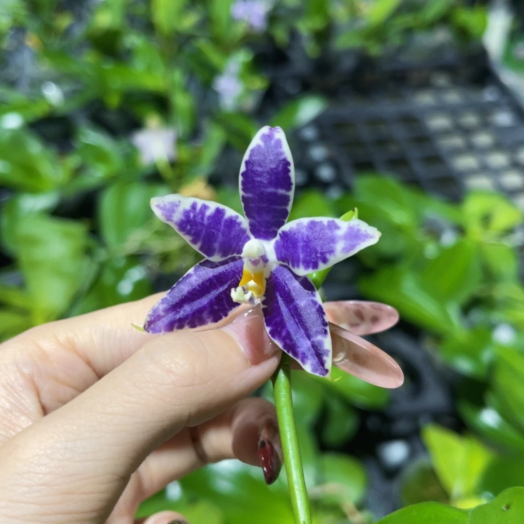 无花朵蝴蝶兰原生柳林3614