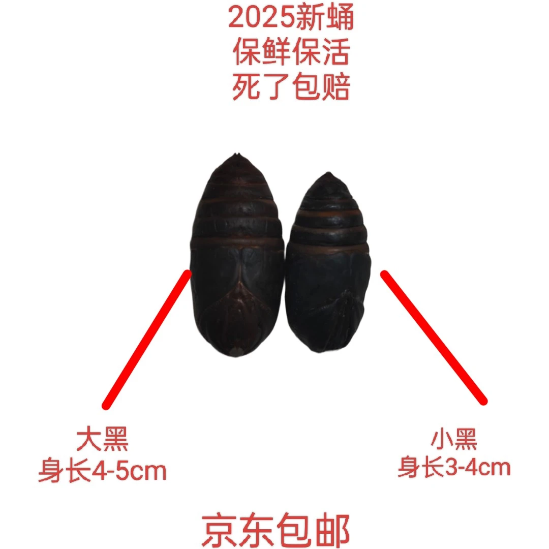 东北特产鲜活大黑-小黑新蛹3-5cm高蛋白绿色优质营养