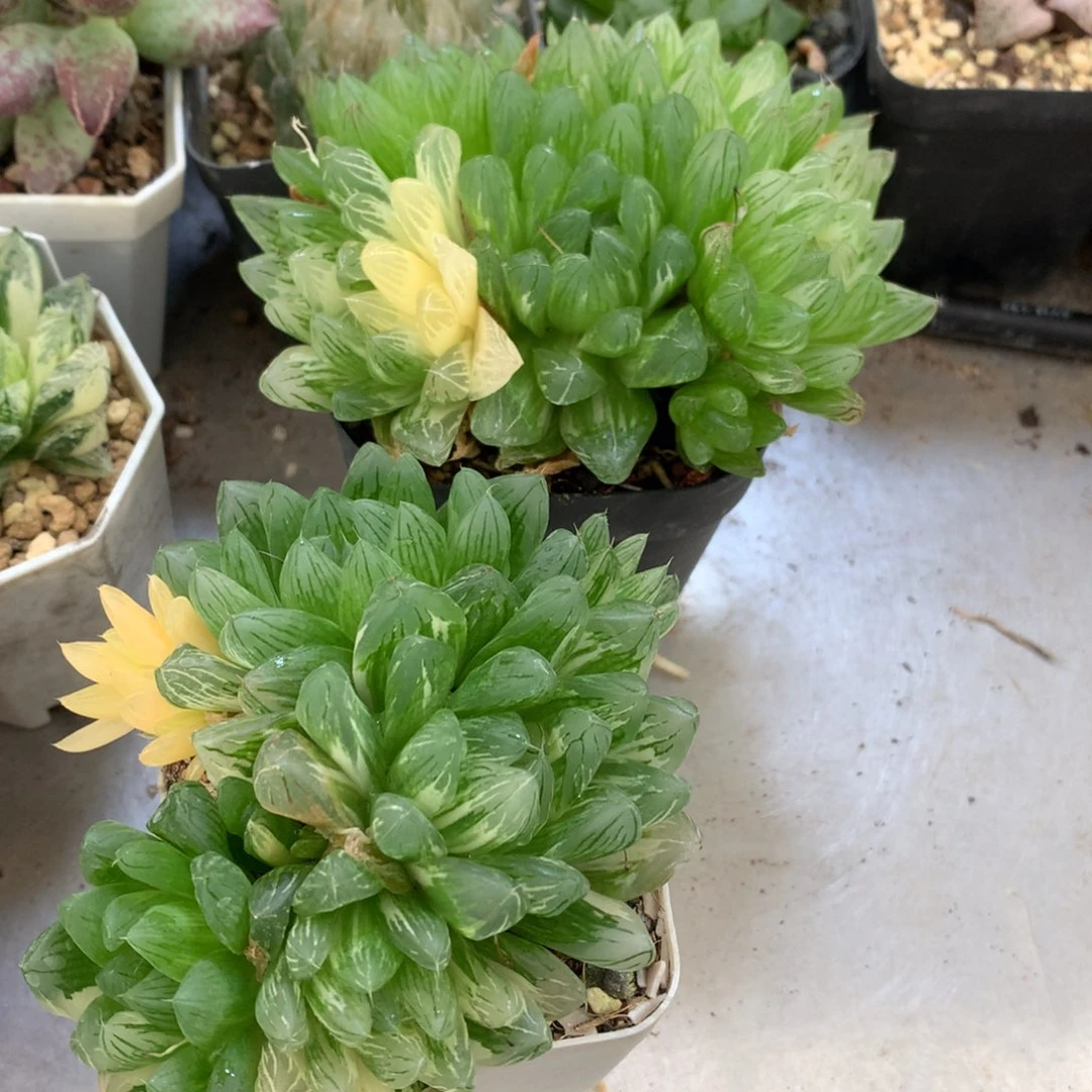 迷***糊群生花火玉露锦，带盆发货
