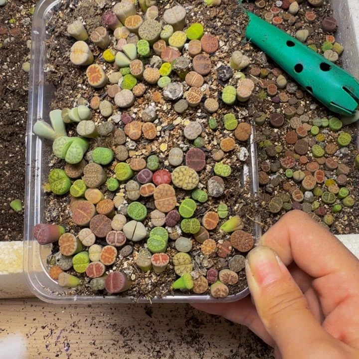 小***麻多肉植物和植物等24