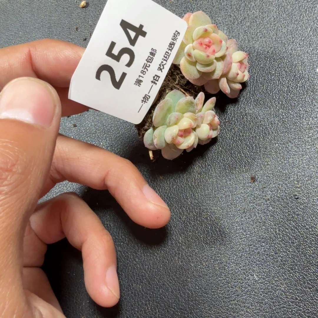 猫***帅甜心两个一物一拍254