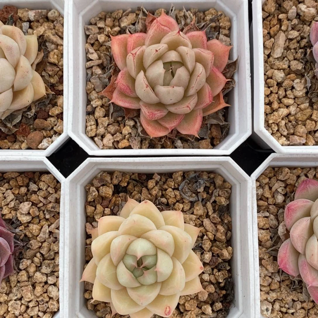 精品多肉一物一拍29