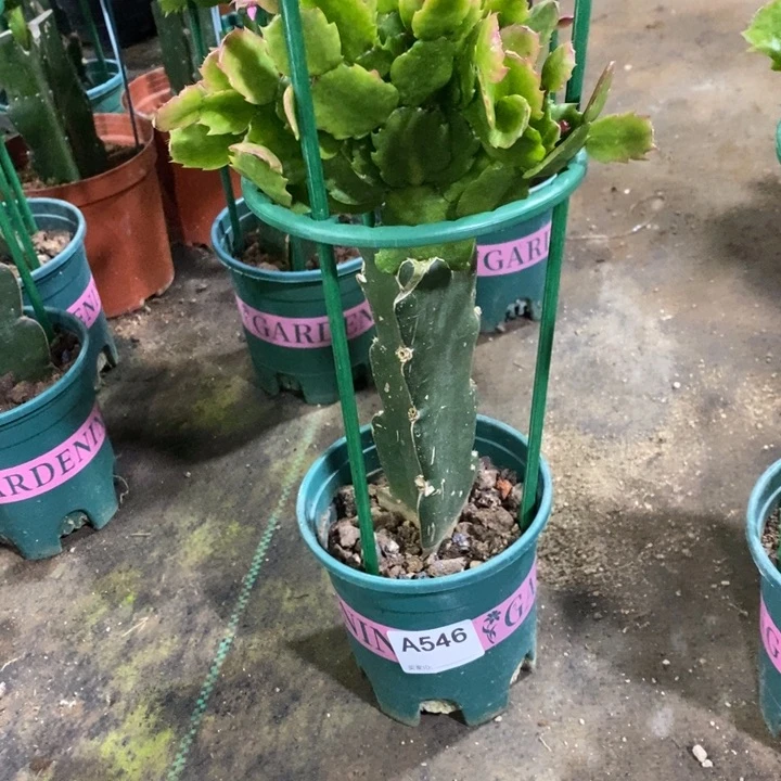 当前无花栽培后可以开花烟*?546嫁接037