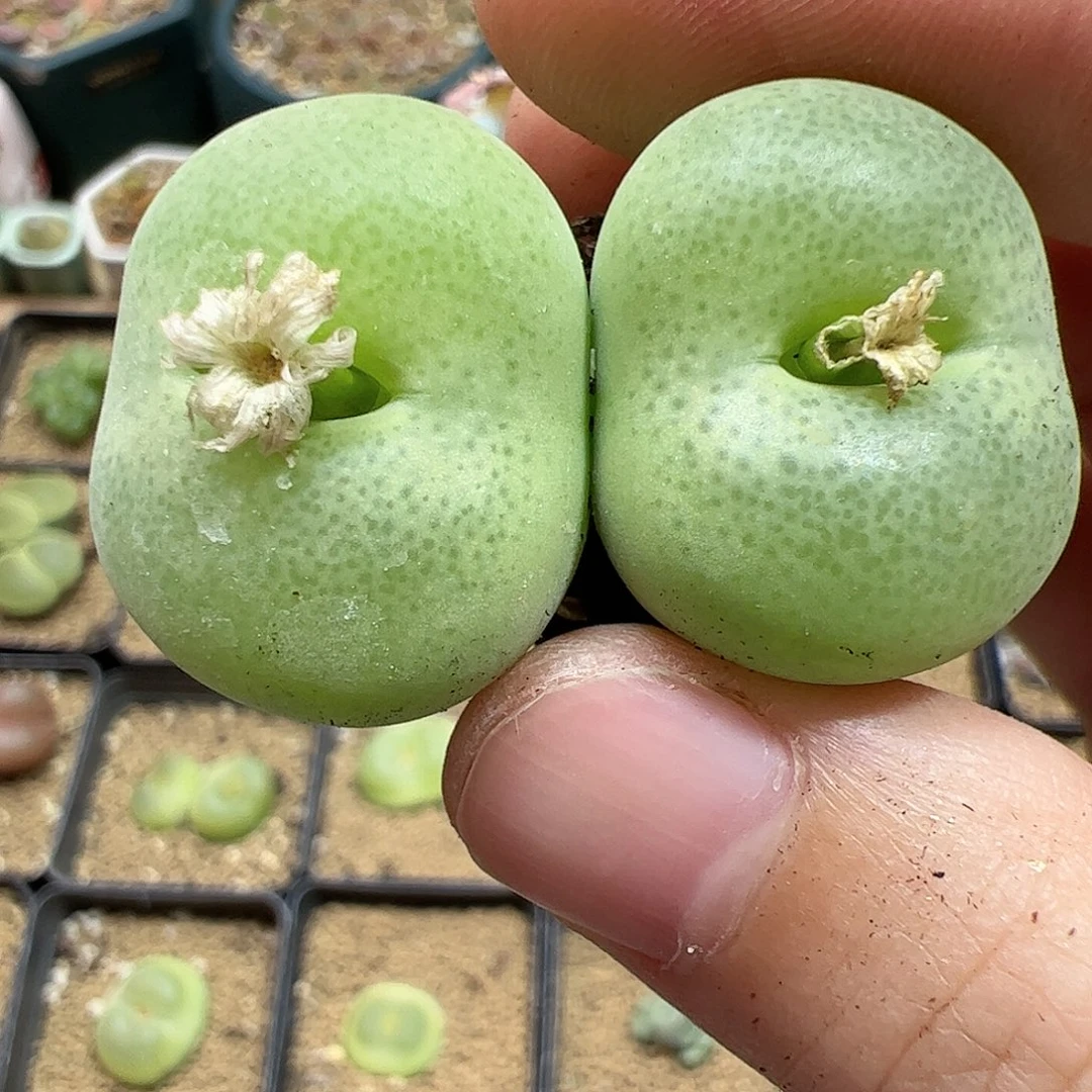 【闪购商品】82 翠光