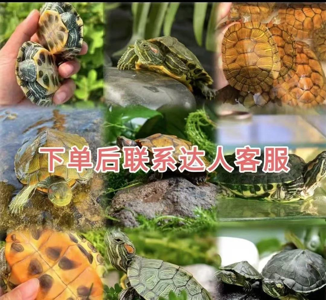 宠物活体通用 线上成交【定金链接】以直播间讲解品种为准