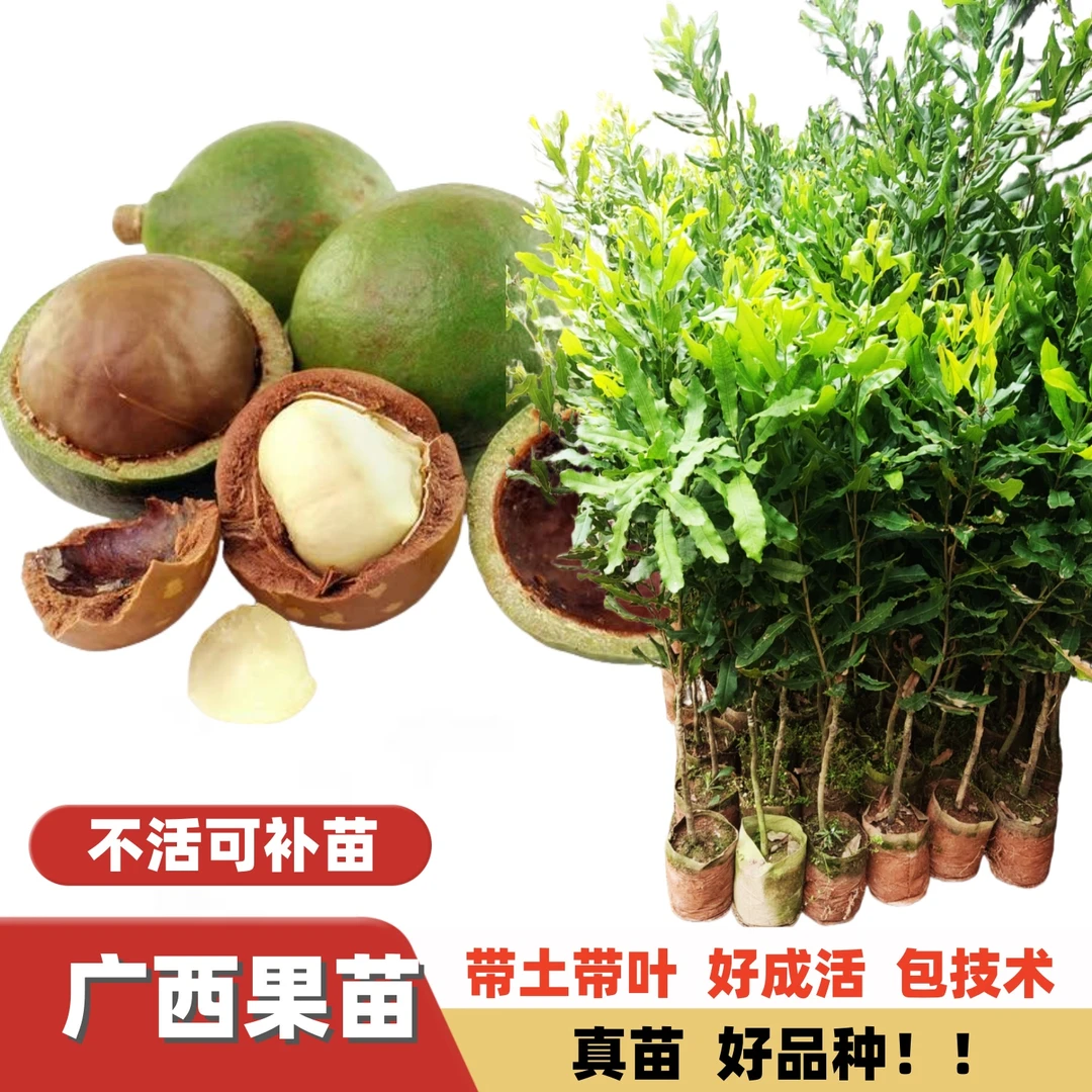 新品特大澳洲坚果苗夏威夷果苗嫁接苗当年结果盆栽地栽南方北方