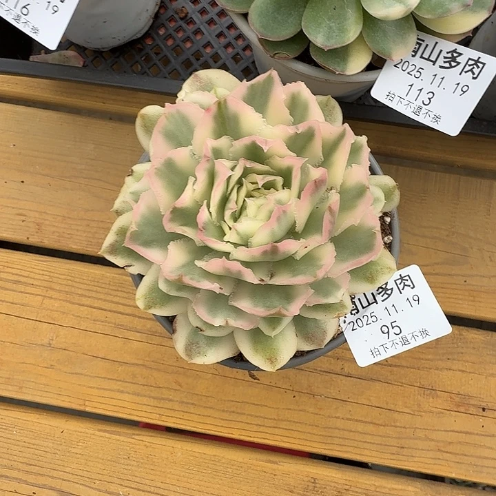 紫蝴蝶锦11119-95