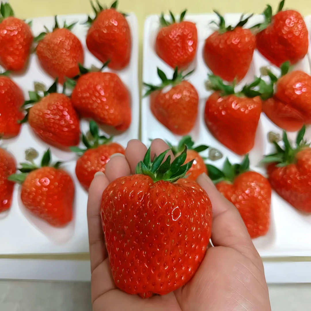 桃花岛零农残红草莓 中果15颗/盒