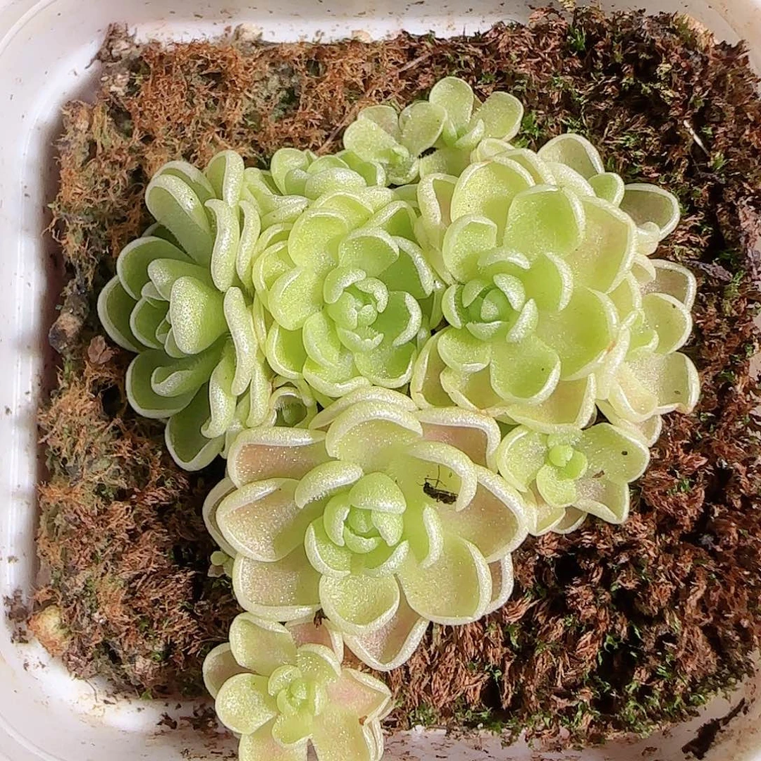 1113------190捕虫堇