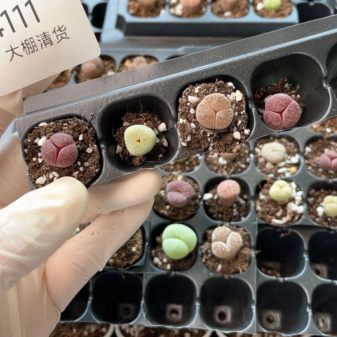 吴**?4111大棚清仓甩卖了
