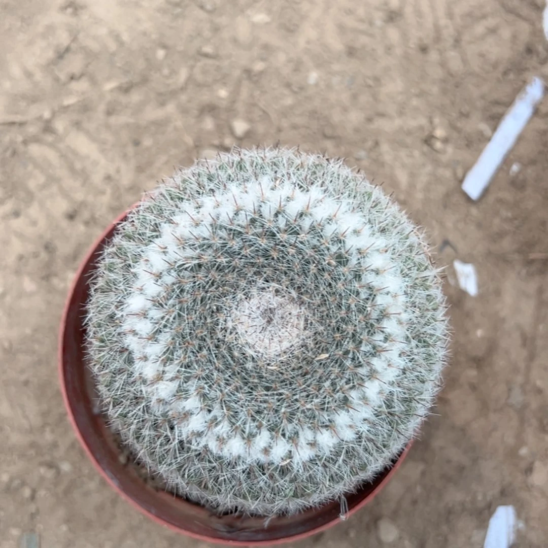 绝****零零落落 零零落落