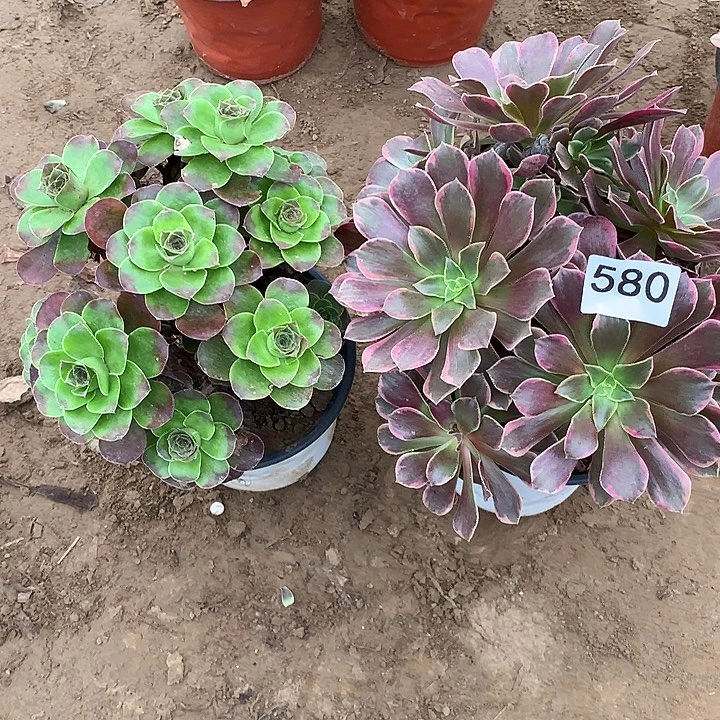 无花朵580魅金➕金丝缺多肉植物