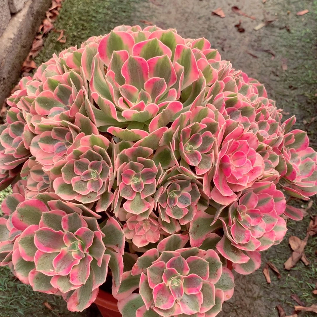 粉女郎，多肉植物的