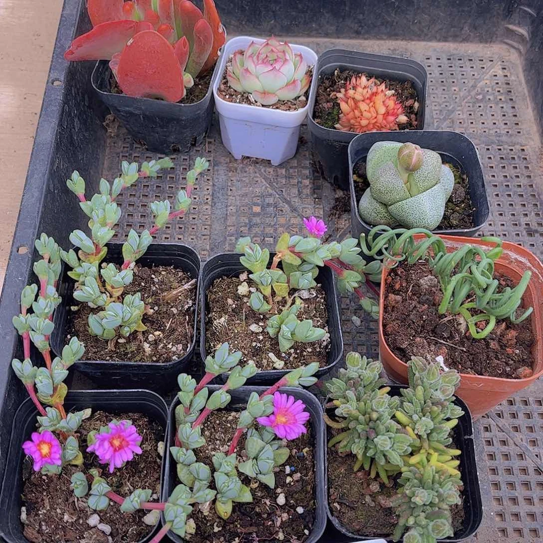 多肉016多肉植物