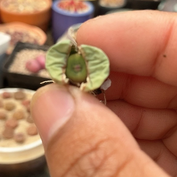 21501嘟嘟嘴一颗