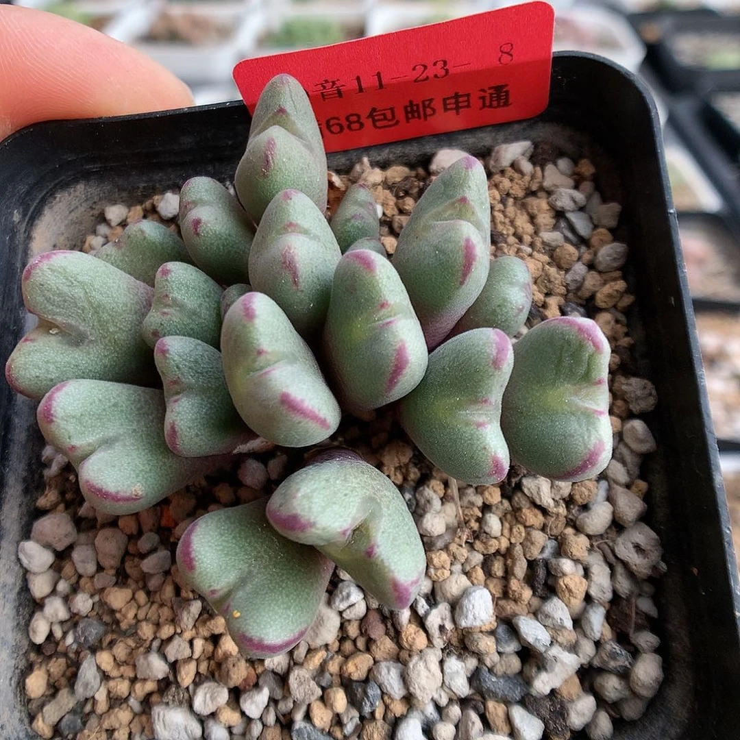 11-23-8 沙文利亚一群