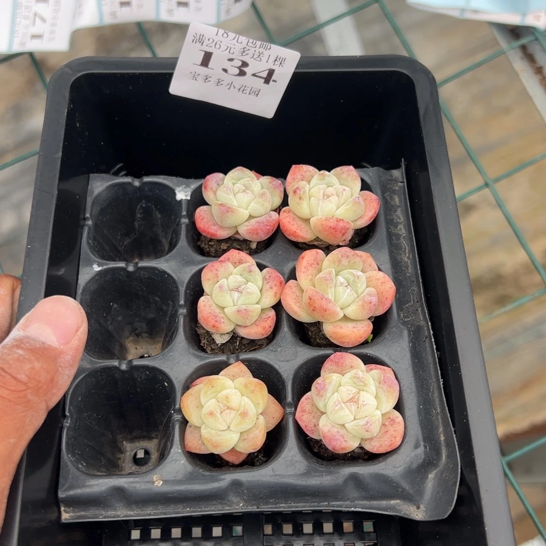 囍***134号冰玉到手6颗一物一拍