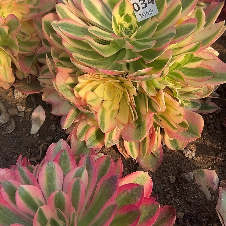 3.6-34香妃多肉植物6