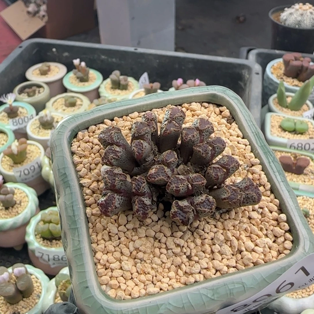 8061--一物一拍 带盆