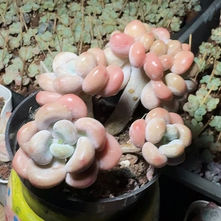 庞*贝专拍洛神缀