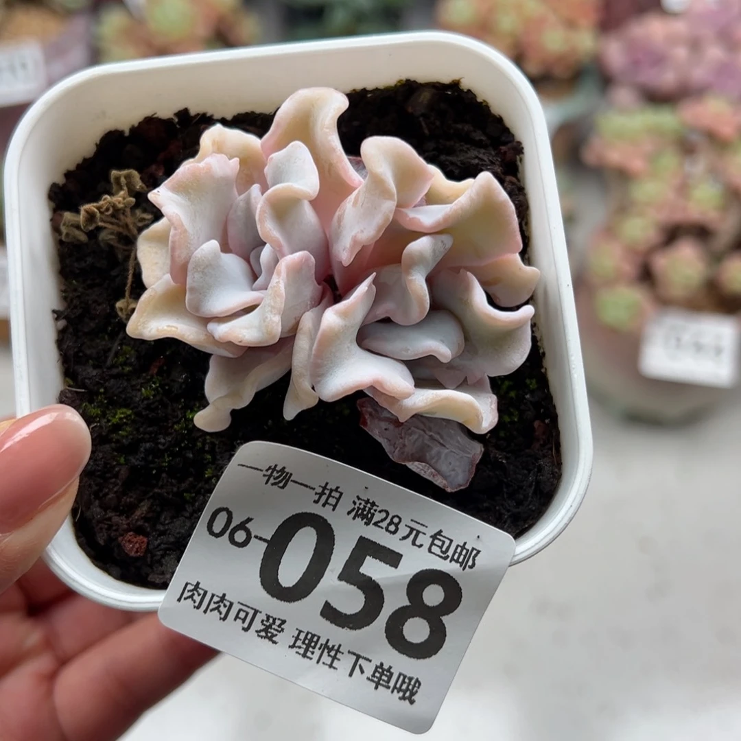 芭蕾舞者多肉多肉多肉多肉多肉