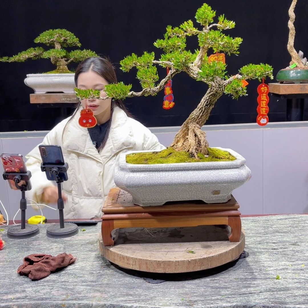 四季常青老桩黄杨盆景成***穗