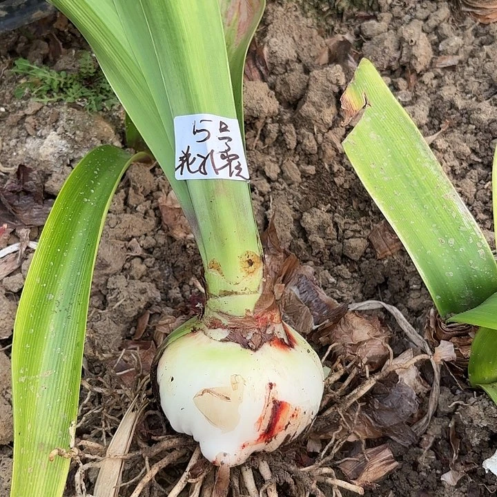 花孔雀5号带土包对版