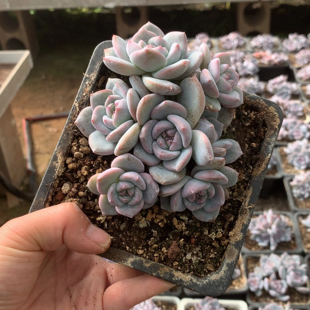 无花朵哈哈哈哈哈哈哈哈10