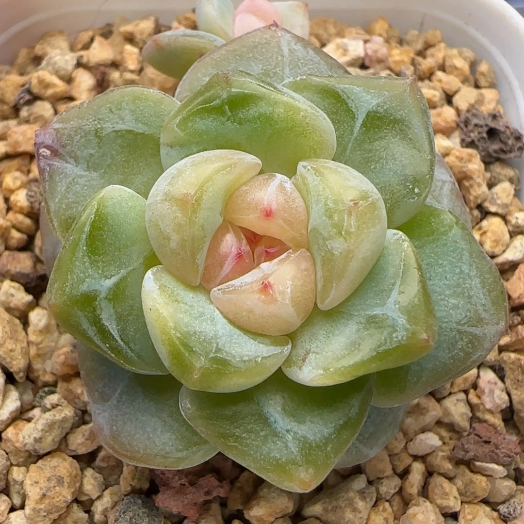 【满29包邮非偏远】297福利不保整