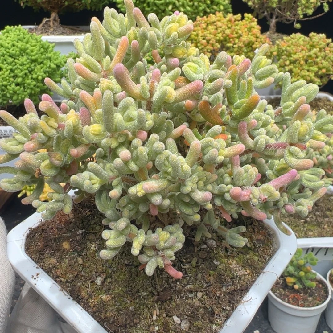 D7211橙叶白锦枝干