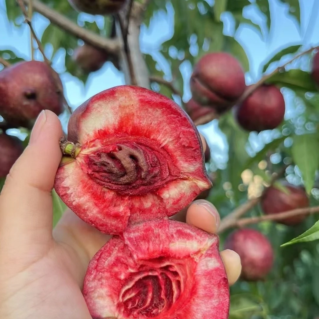 EMS包邮隆政紫桃富含花青素酸甜口感 脱核