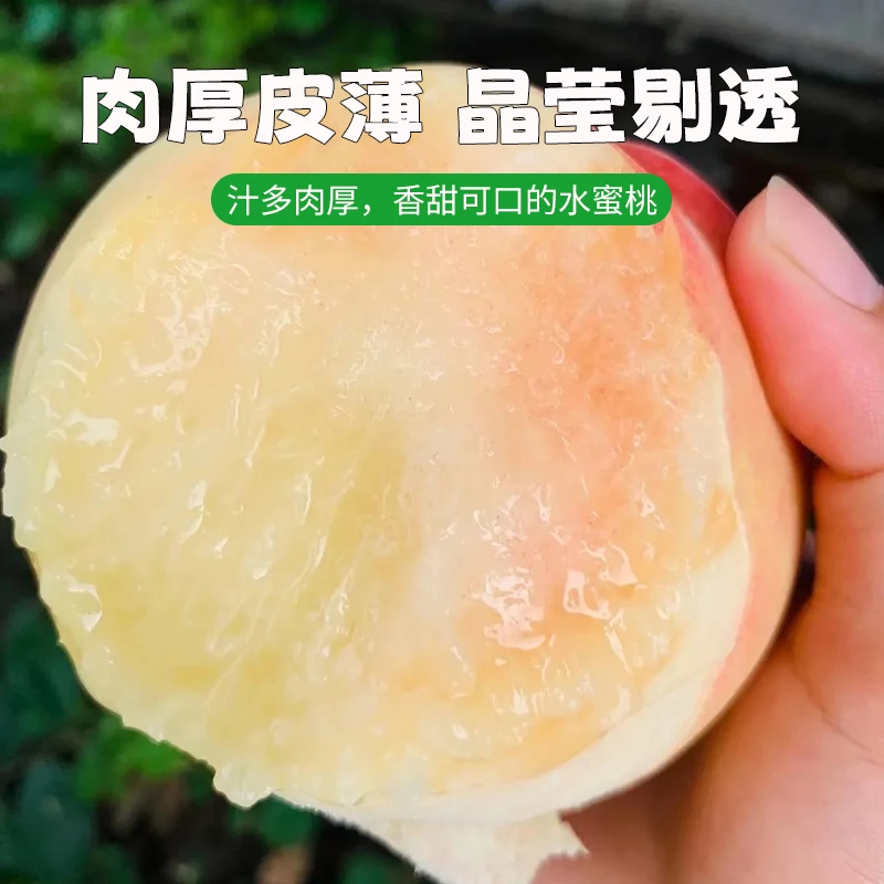 【4-3两无锡水蜜桃】应季新鲜香甜爆汁皮薄肉厚水果四姐弟软桃1