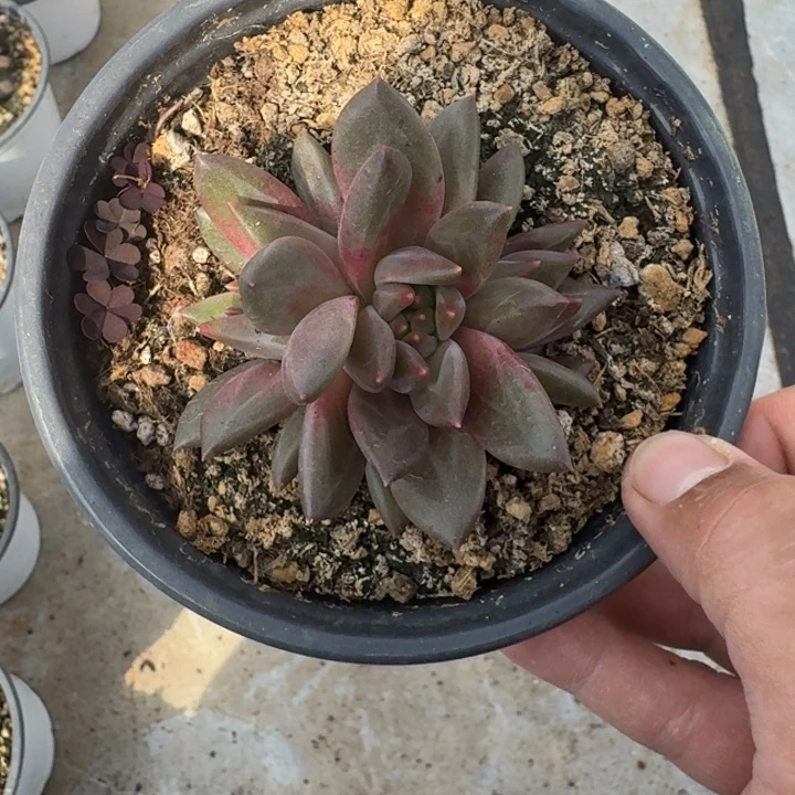 打***死美人杂交 一物一拍