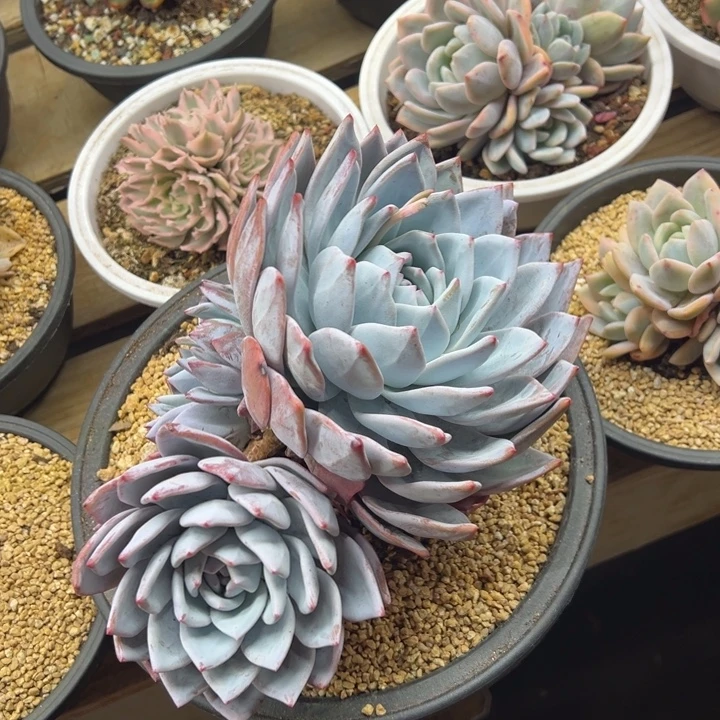 嫦娥 老桩 夏鸣园艺