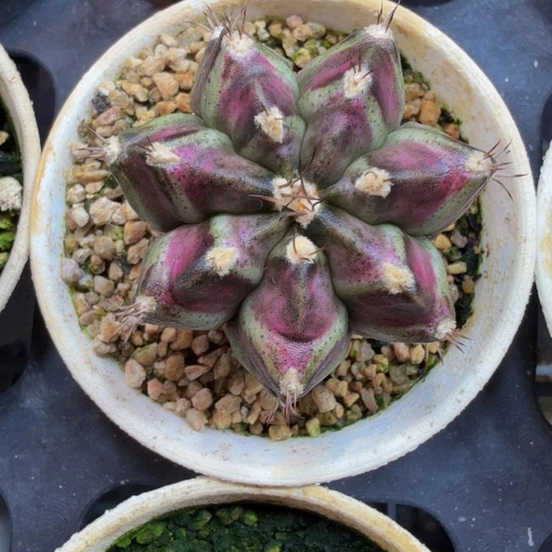 当前无花朵，栽培后可花朵