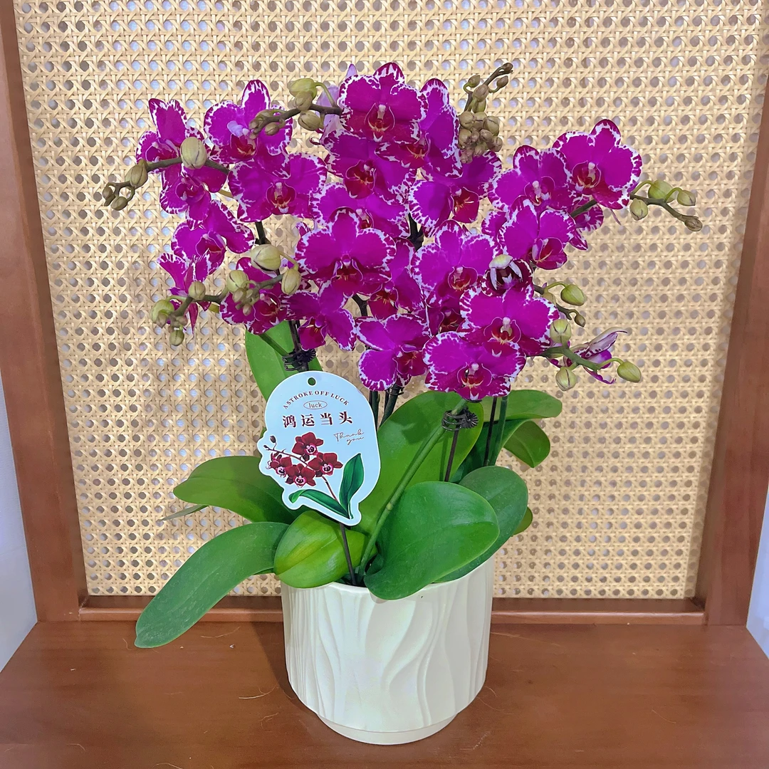 蝴蝶兰《朱古力】 欧洲进口 高端花卉 送礼乔迁 好养耐养碧绿爆根