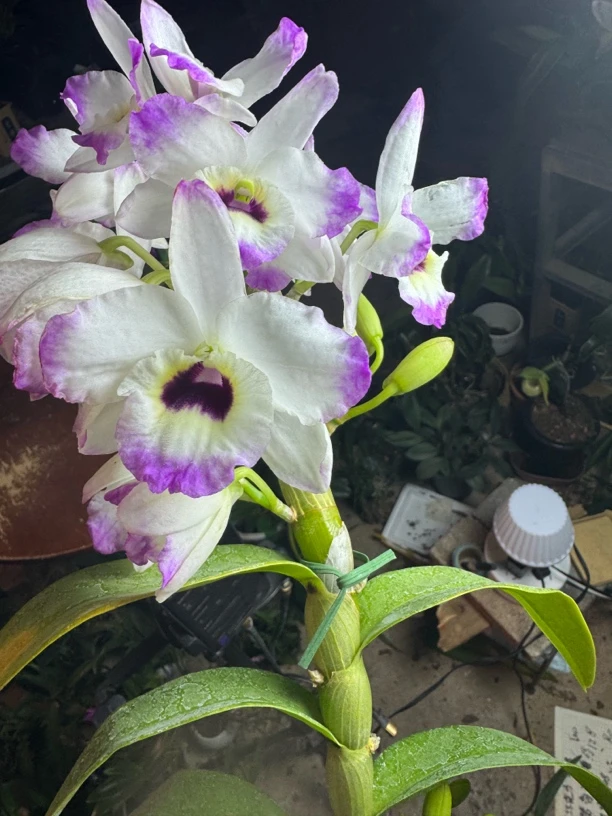 紫牡丹 石斛兰带花苞