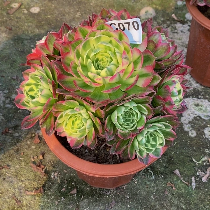 海王多肉植物070