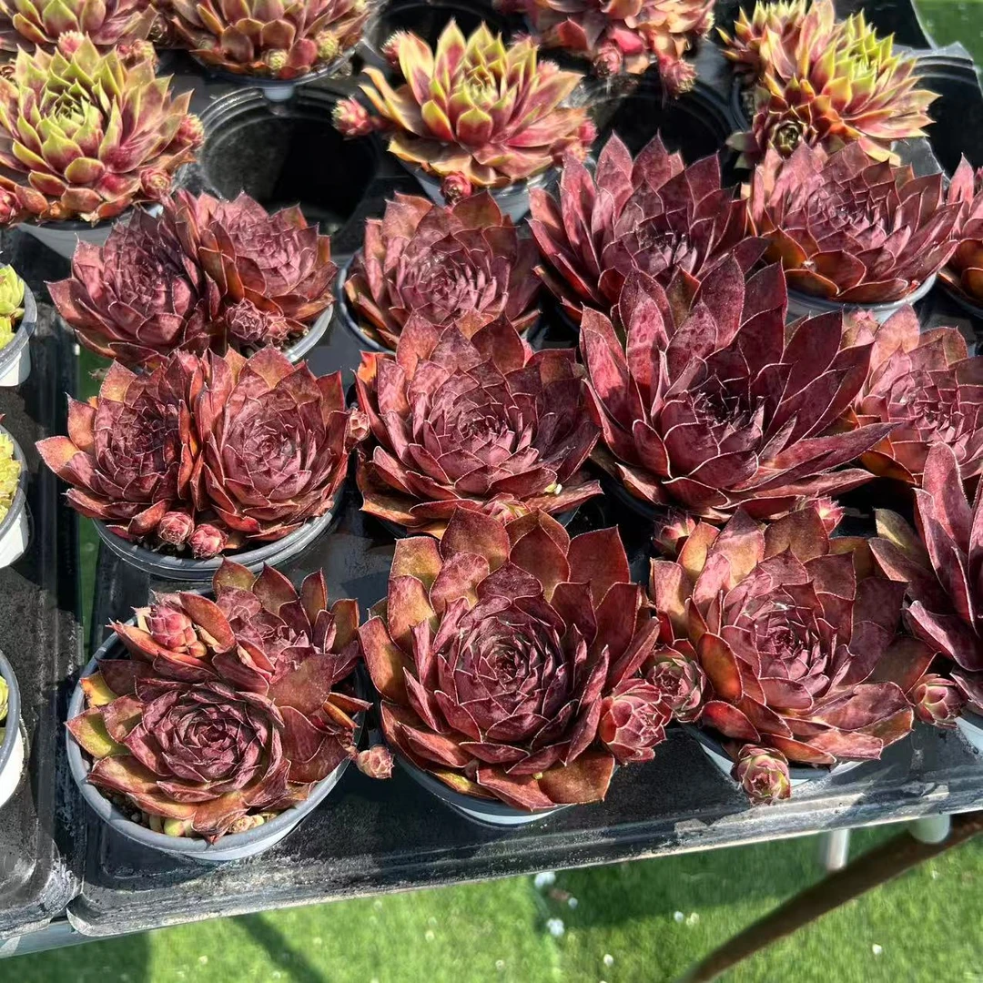 9厘米盆 大头 佛罗伦萨的欢乐 带盆栽好发货