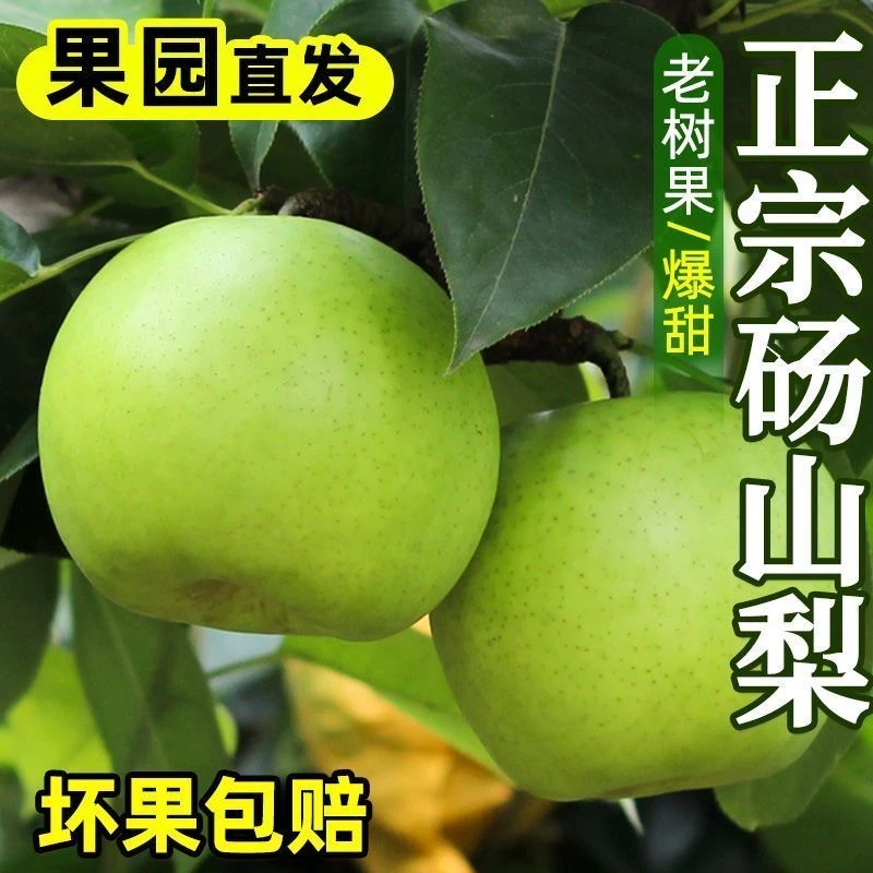 正宗砀山翠冠梨青皮蜜梨皇冠梨酥脆梨苹果梨应季新鲜水果现摘现发