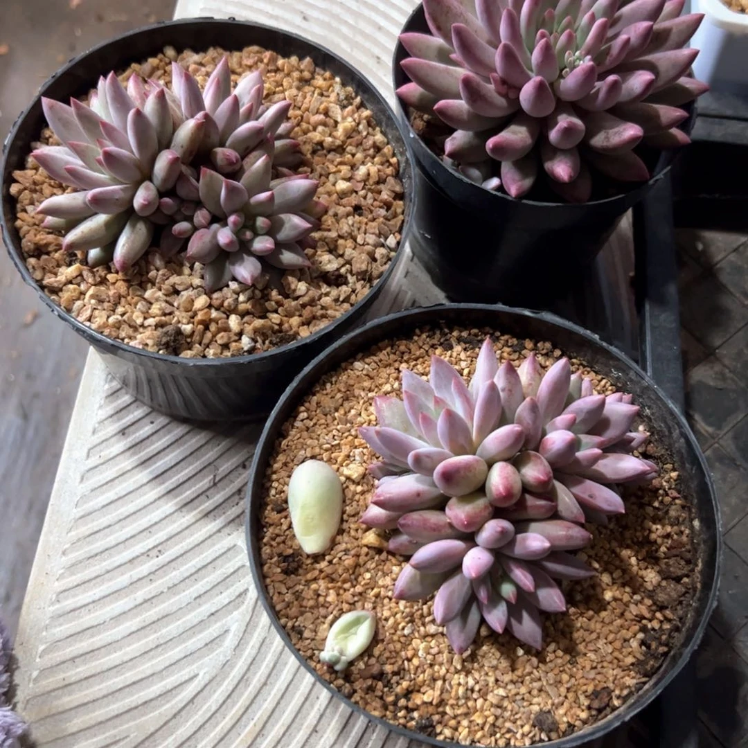 老*儿多肉植物多肉植物