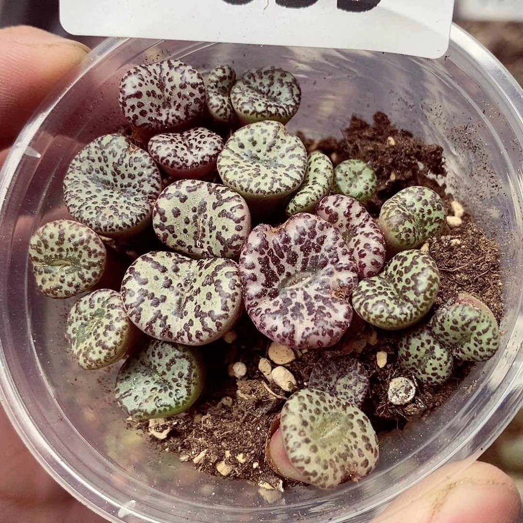 35呃呃呃呃呃呃呃呃呃呃呃呃