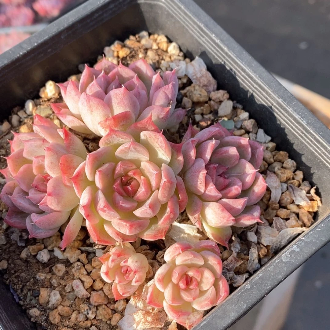 精品多肉一物一拍139