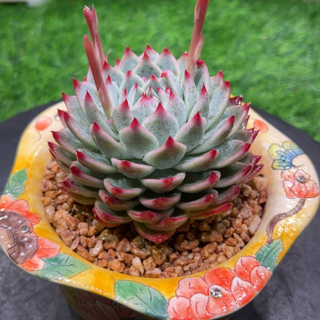 桃妖妖，不含盆一物一拍。